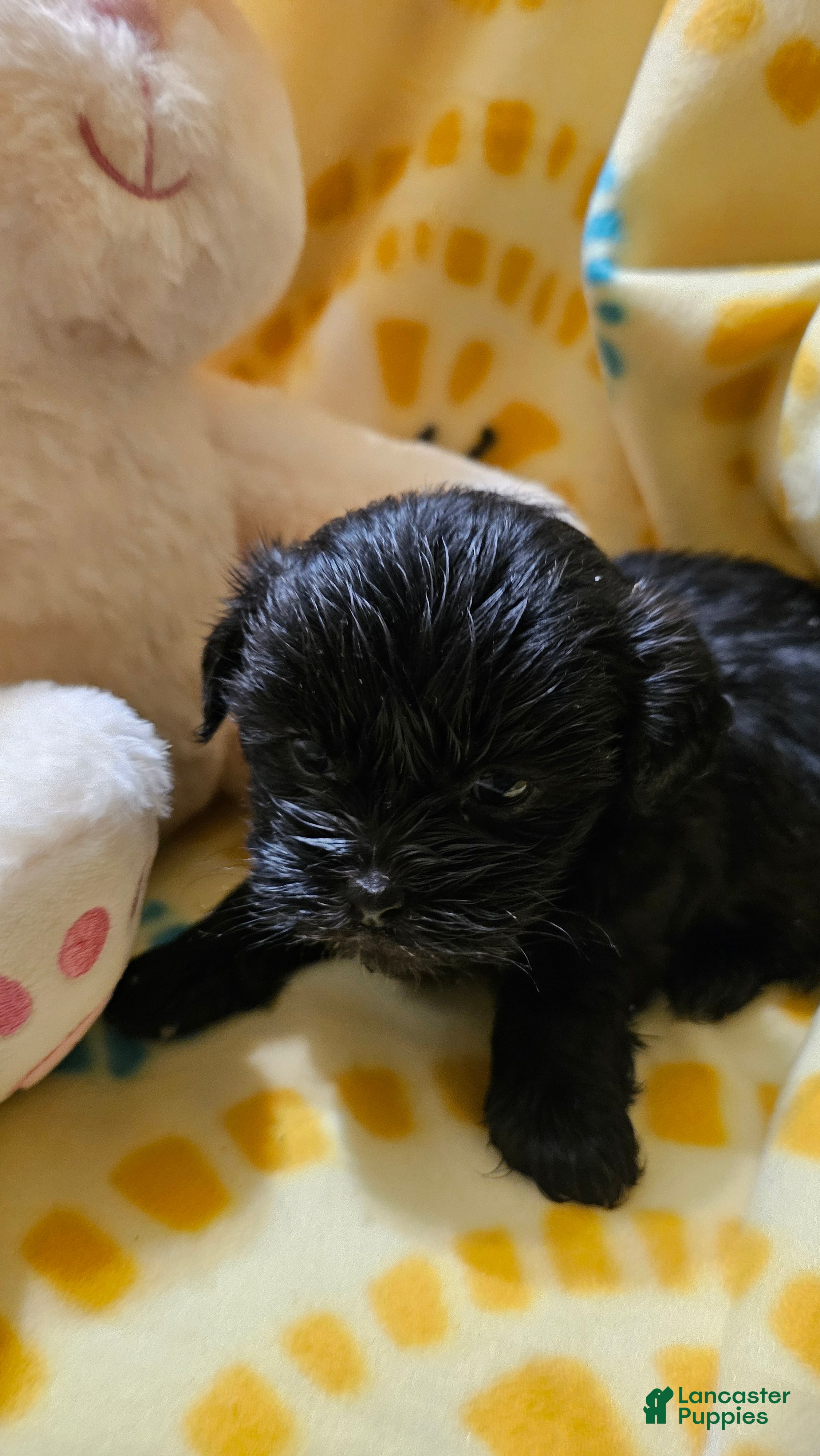 Shih Tzu dogs Olive - Ad 2