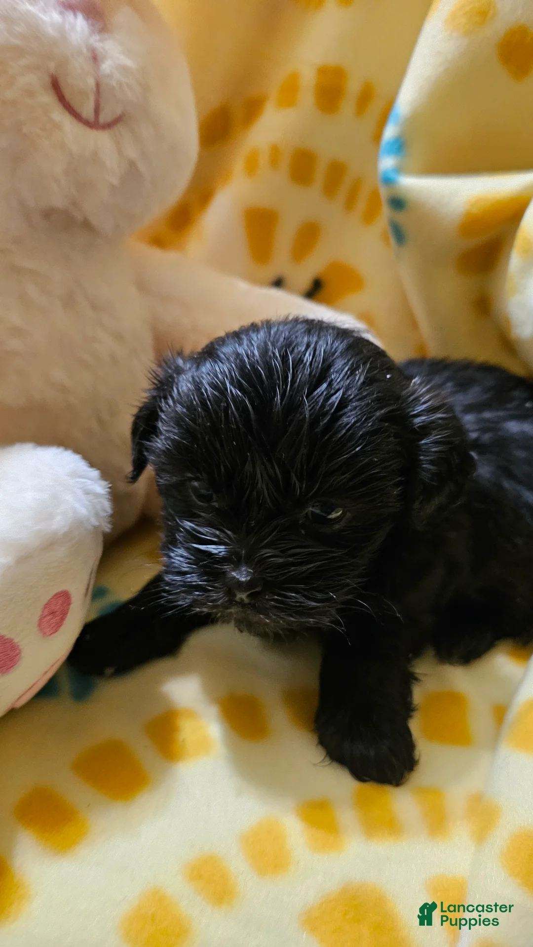 Shih Tzu dogs for sale: Olive - Ad 2