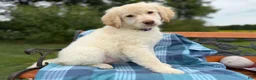 Mixed Breed dogs for sale: Regina (Girl) - Ad 6