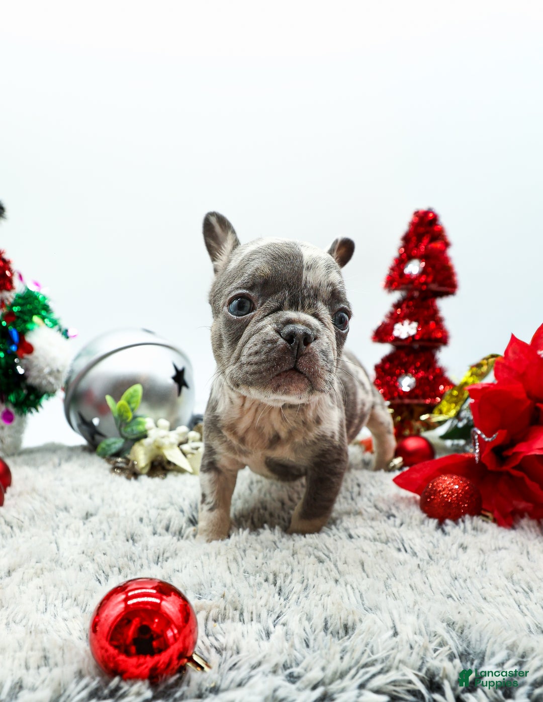 French Bulldog dogs for sale: Dior - Ad 2