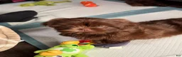 Shih Tzu dogs for sale: Waffle 🧇  - Ad 9