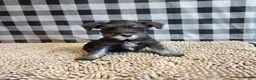Miniature Schnauzer dogs for sale: Sam - Ad 3