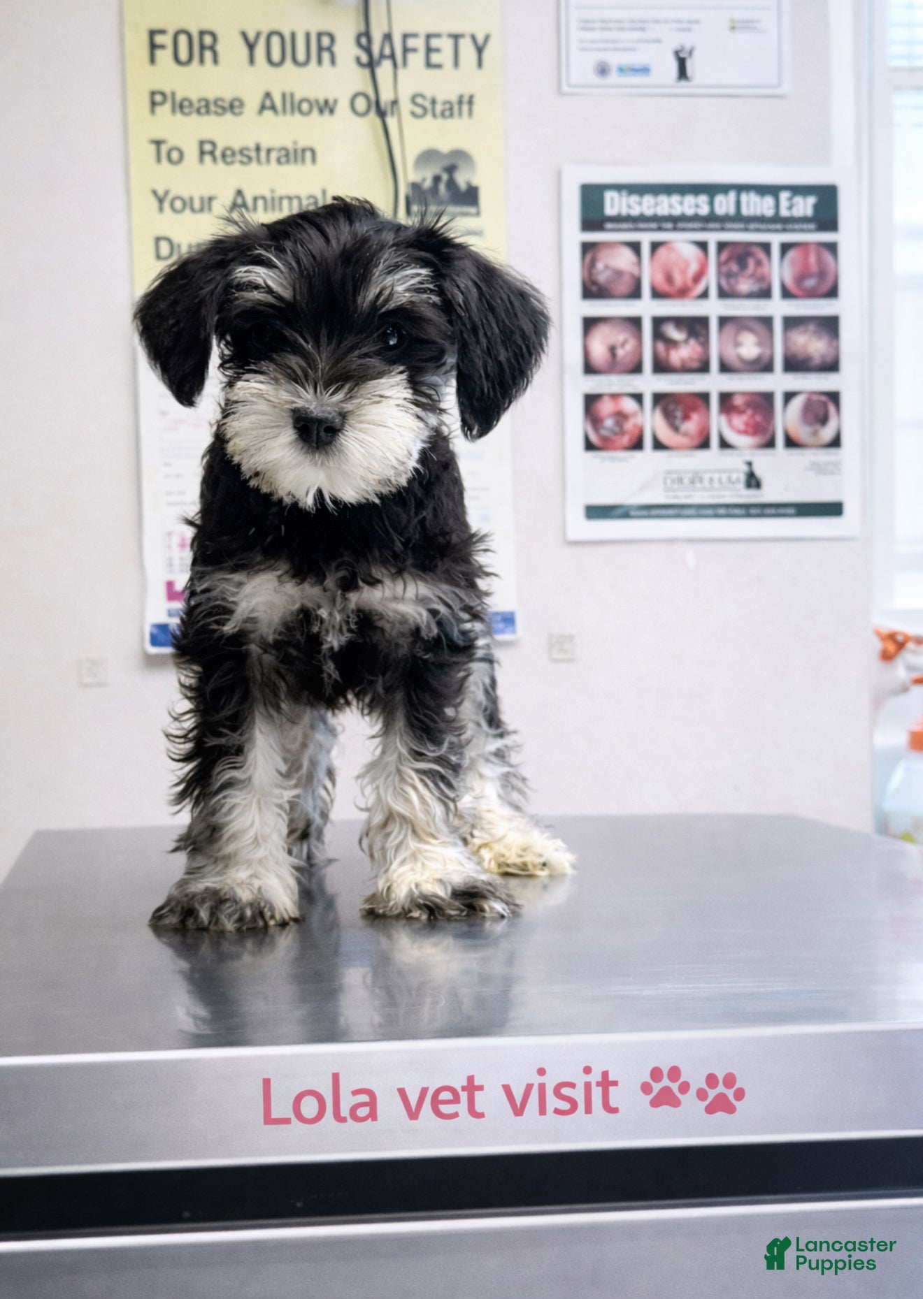 Miniature Schnauzer dogs Miniature Schnauzer Puppy 5 - Ad 33