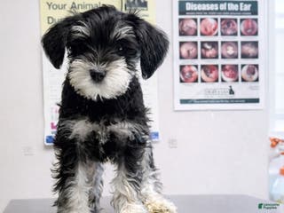 Miniature Schnauzer dogs Miniature Schnauzer Puppy 5 - Ad 29