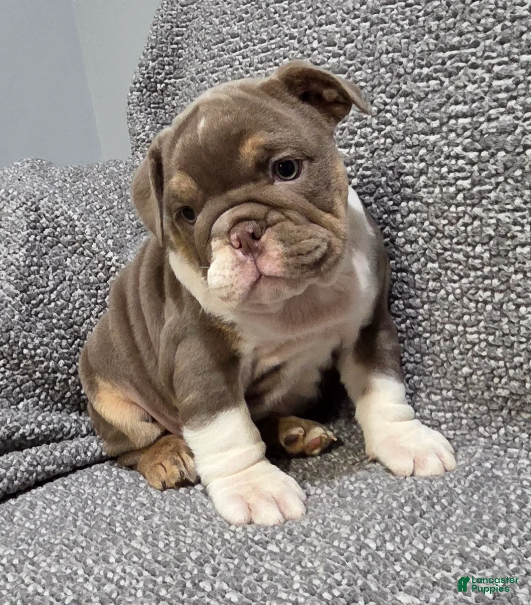 English Bulldog dogs for sale: Bobbi - Ad 1