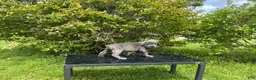 Cane Corso dogs for sale: Cane Corso Puppy 6 - Ad 4