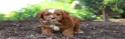 Cavapoo dogs for sale: Theo - Ad 9