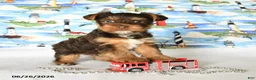 Yorkshire Terrier dogs for sale: Hershey - Ad 1