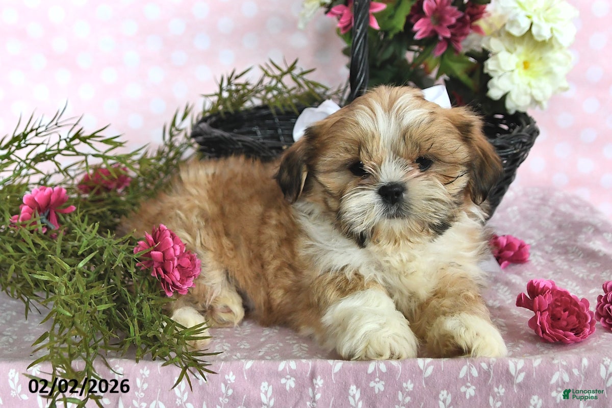 Shih Tzu dogs Tanner - Ad 4