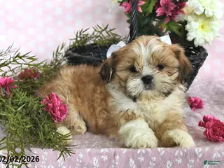 Shih Tzu dogs Tanner - Ad 6
