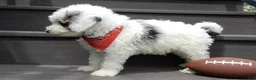 Sheepadoodle dogs for sale: Tucker-MEDIUM - Ad 3