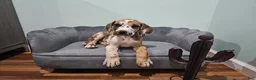 Great Dane dogs for sale: Brindlequin (Rare Coat) - Ad 1