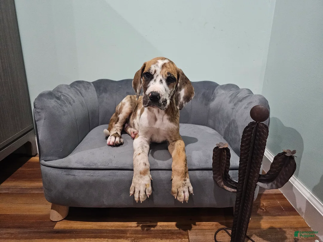 Great Dane dogs for sale: Brindlequin (Rare Coat) - Ad 1