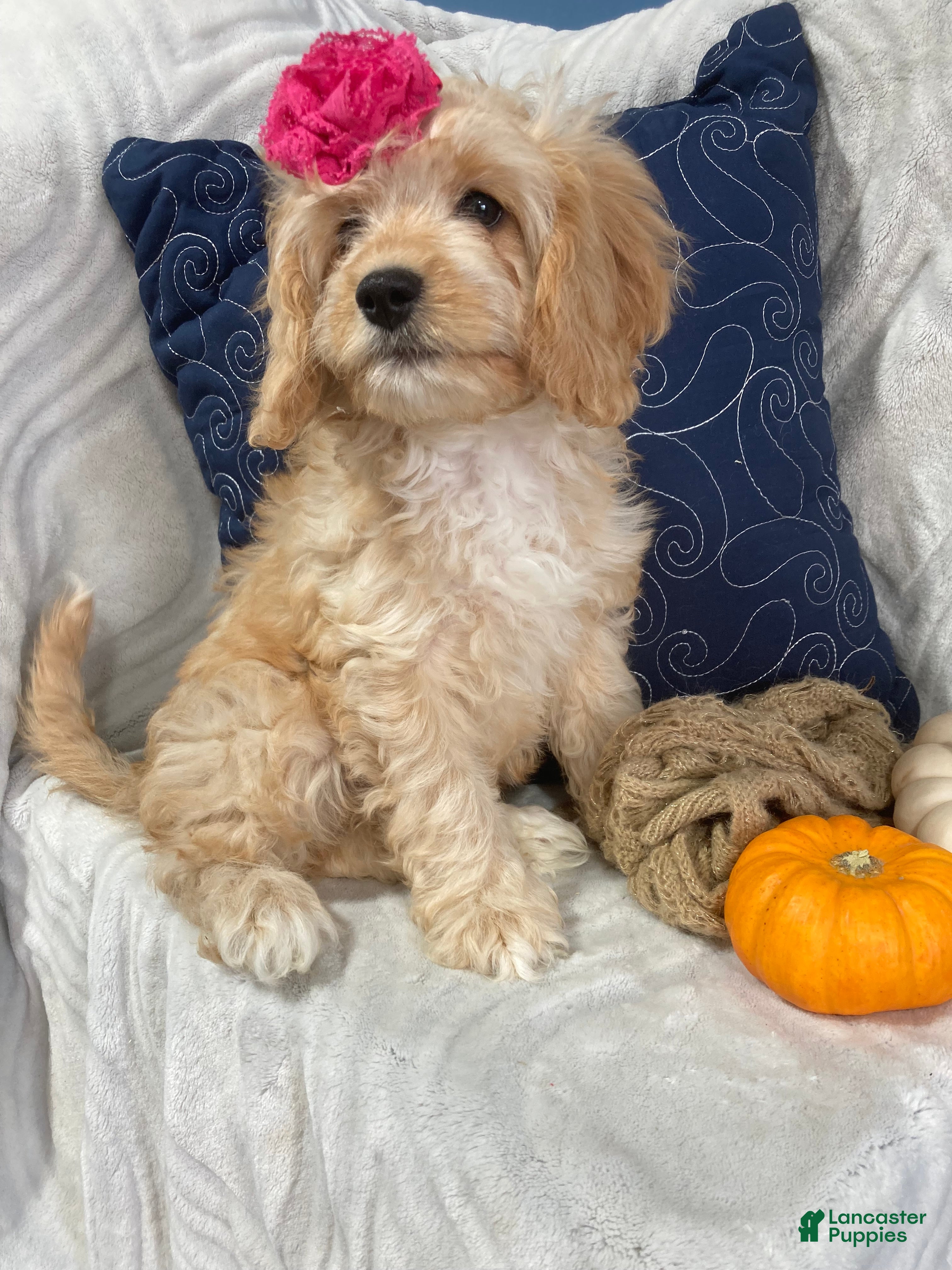 Cavapoo dogs for sale: Hadley - Ad 1