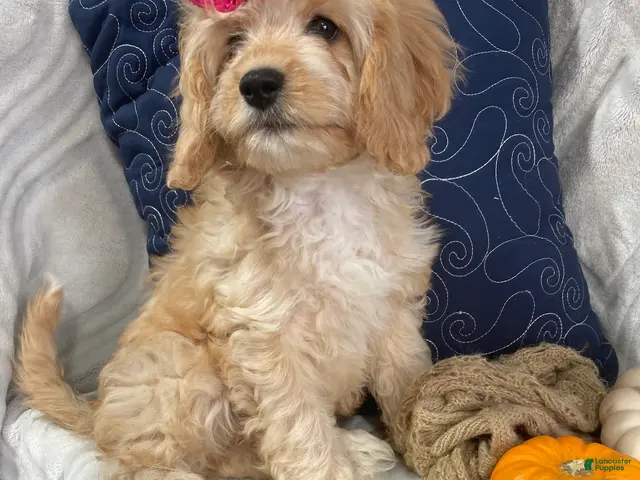 Cavapoo dogs for sale: Hadley - Ad 1
