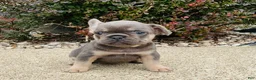 French Bulldog dogs for sale: Lacey - Ad 4