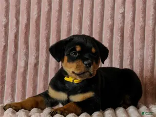 Rottweiler dogs Honey - Ad 8
