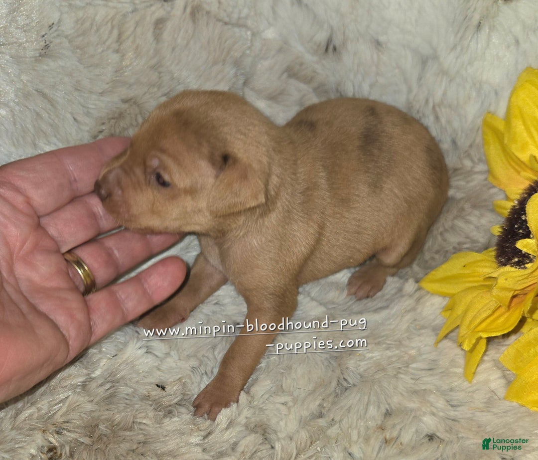 Miniature Pinscher dogs for sale: Dylan, stag chocolate merle - Ad 4