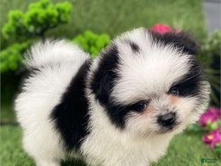 Pomeranian dogs - Ad 38