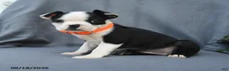 Boston Terrier dogs for sale: Olive  - Ad 4