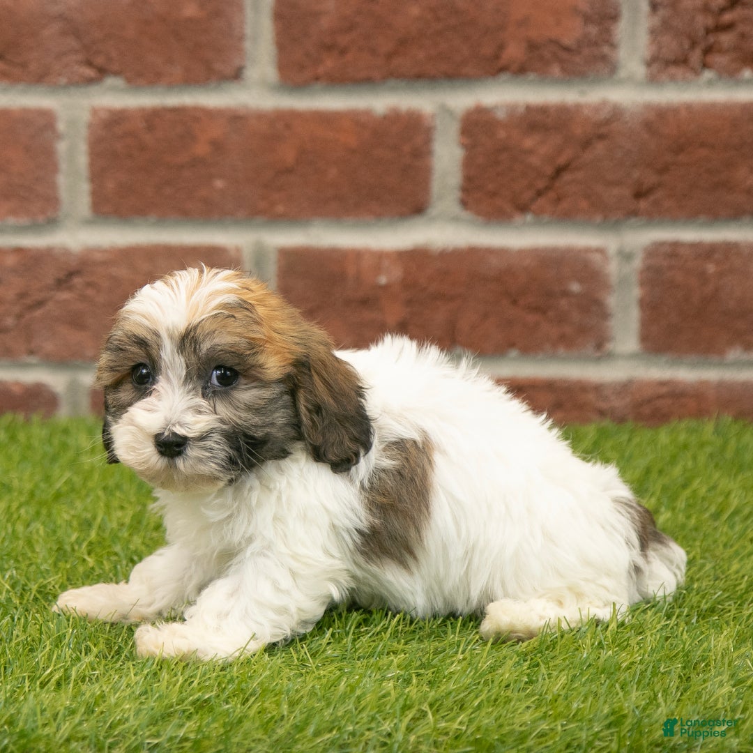 Havapoo dogs for sale: Bingo - Ad 3