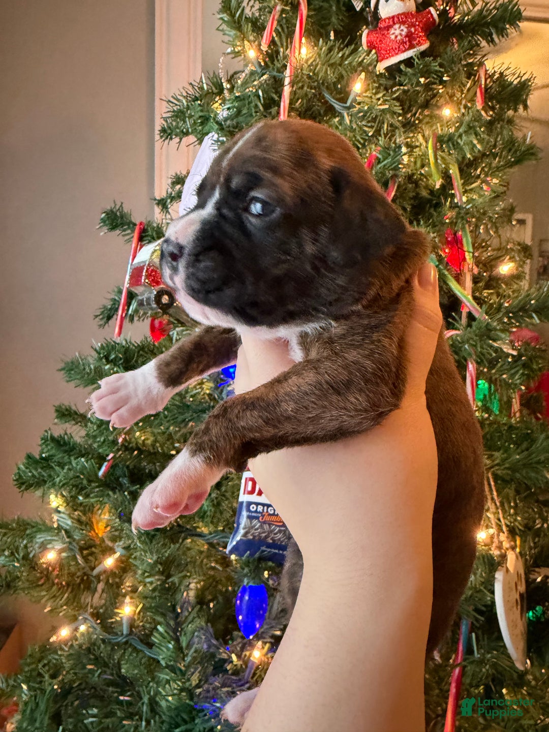 Boxer dogs for sale: Joe - Ad 2