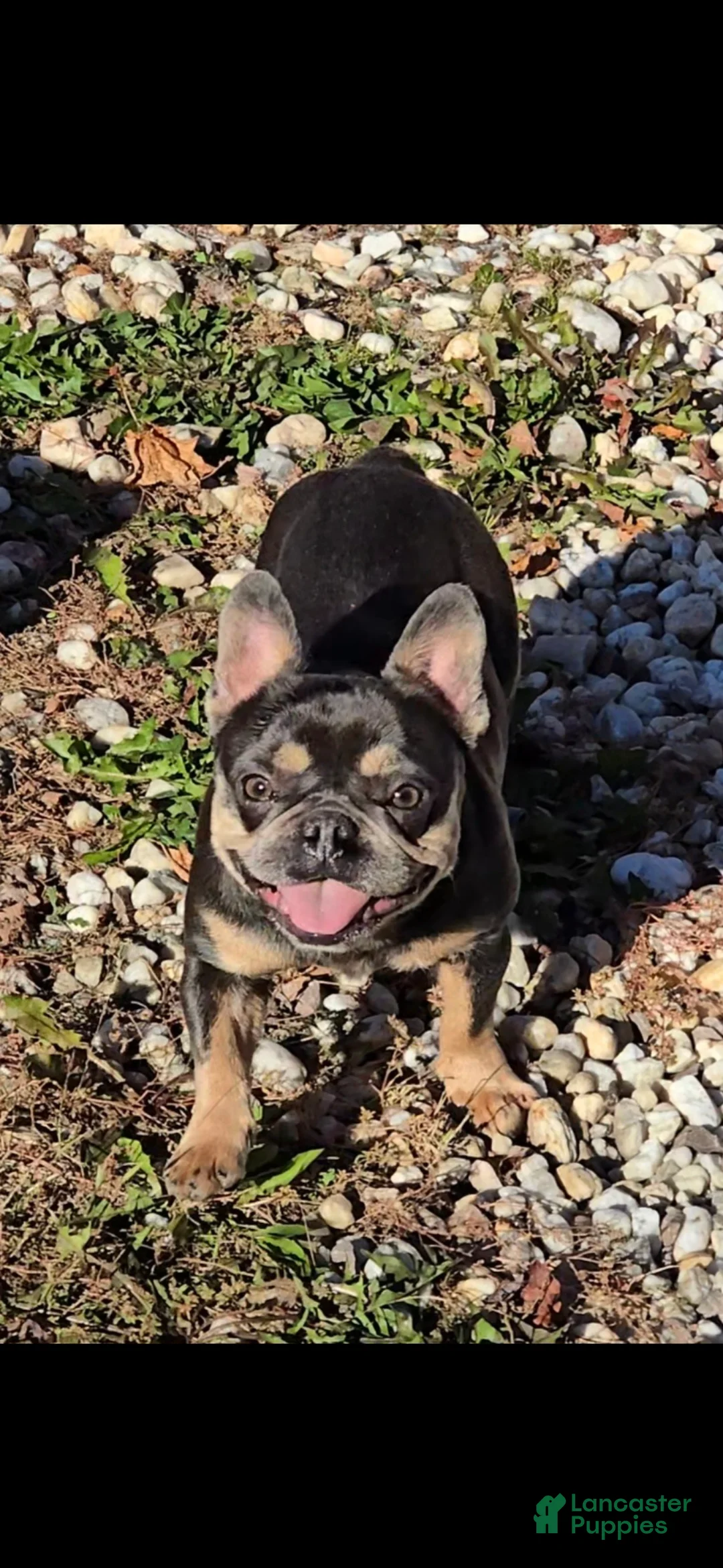 French Bulldog dogs for sale: Eve - Ad 2