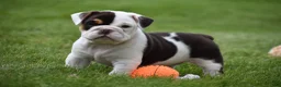 Beabull dogs for sale: Nova - Ad 12