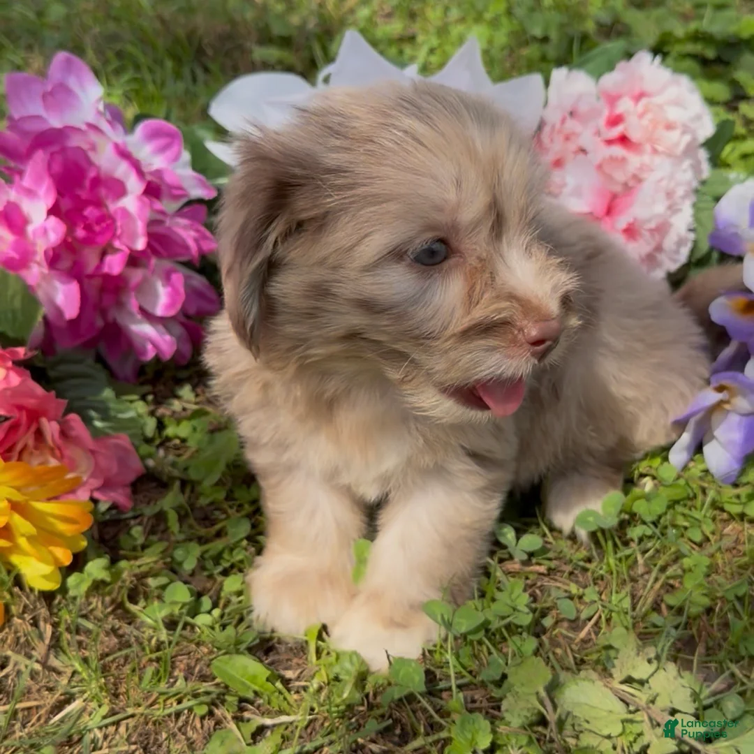 Mini Goldendoodle dogs for sale: Maple - Ad 4