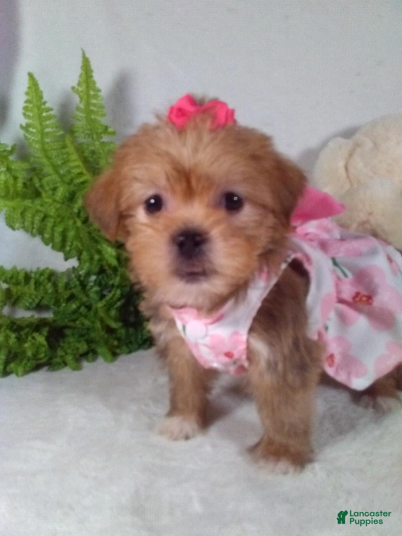 Shorkie dogs Princess  - Ad 2