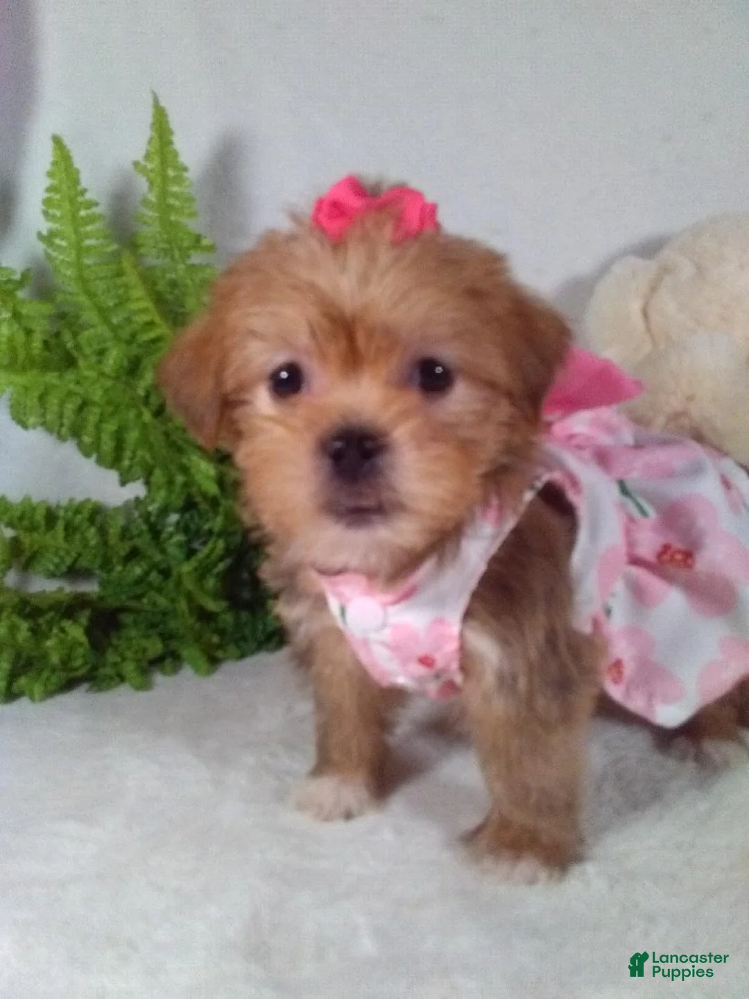 Shorkie dogs for sale: Princess  - Ad 2