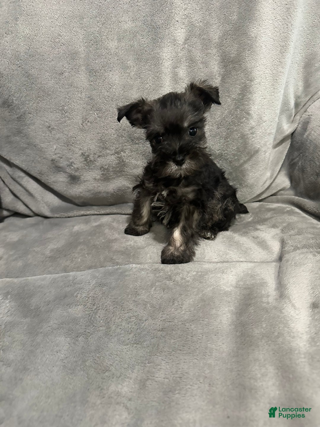 Miniature Schnauzer dogs for sale: Miniature Schnauzer Puppy 1 - Ad 3