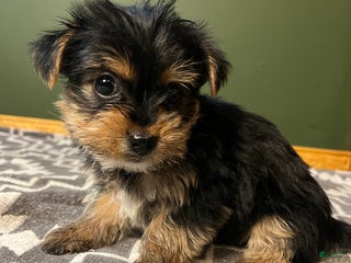 Yorkshire Terrier dogs Puff - Ad 28