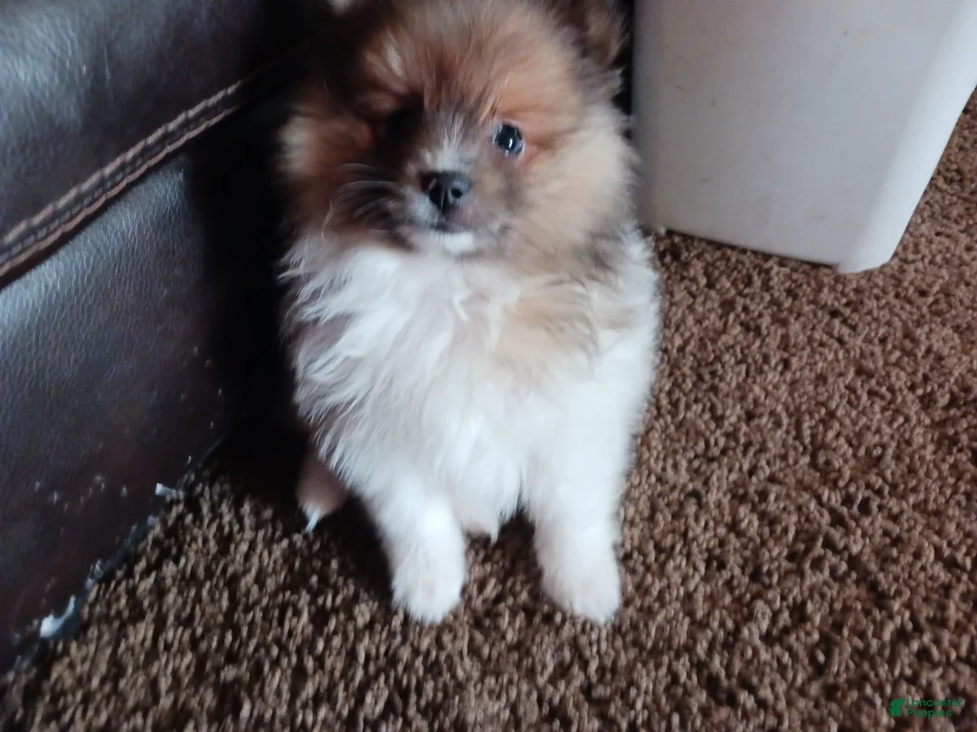 Gallery Image {{count}}