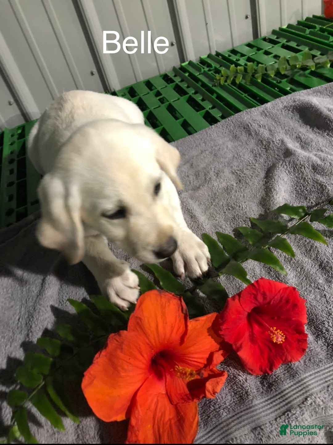 Gallery Image {{count}}