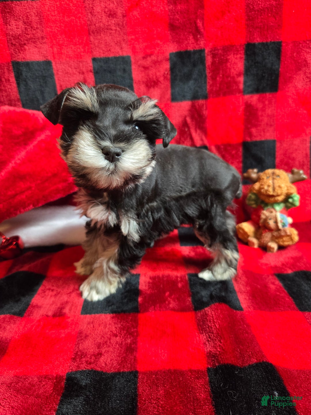Miniature Schnauzer dogs for sale: Holly - Ad 2
