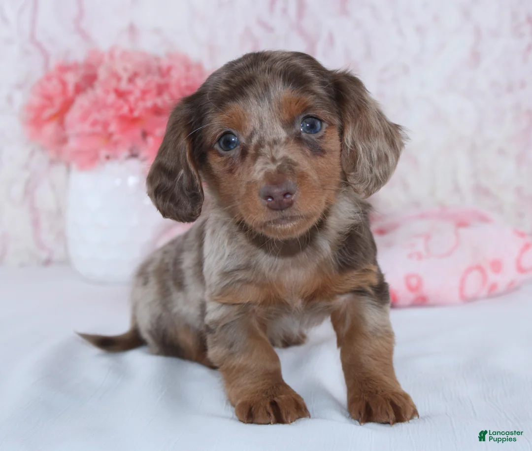Miniature Dachshund dogs for sale: Brenda - Ad 4