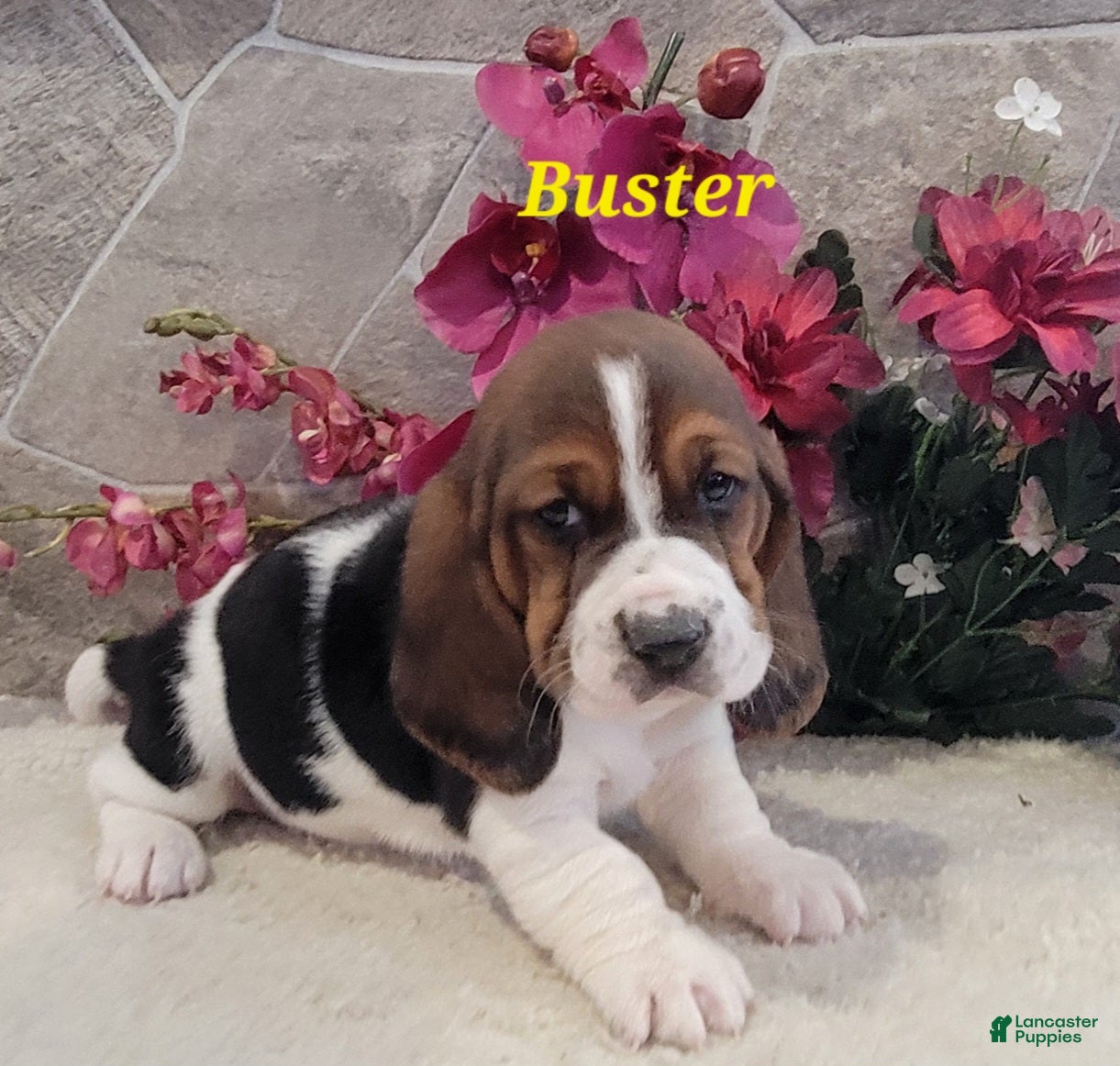 Basset Hound dogs Buster - Ad 9