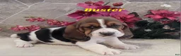 Basset Hound dogs for sale: Buster - Ad 1