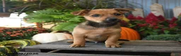 Mixed Breed dogs for sale: Vester - Ad 3