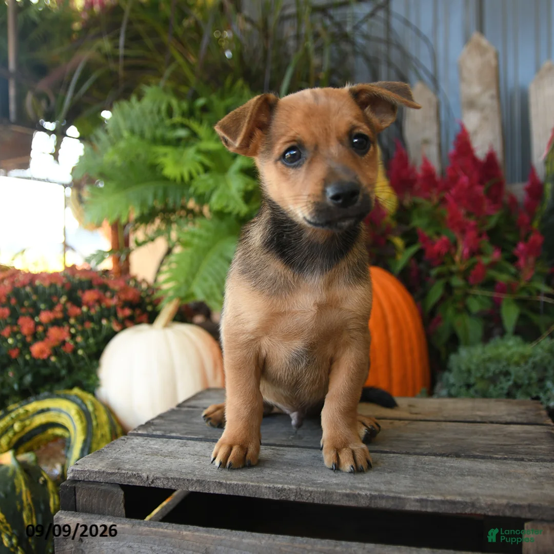 Mixed Breed dogs for sale: Vester - Ad 3