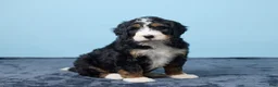 Bernedoodle dogs for sale: Jet - Ad 5