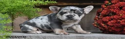Frenchton dogs for sale: Rocco - Ad 5
