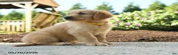 Golden Retriever dogs for sale: Hadley - Ad 3