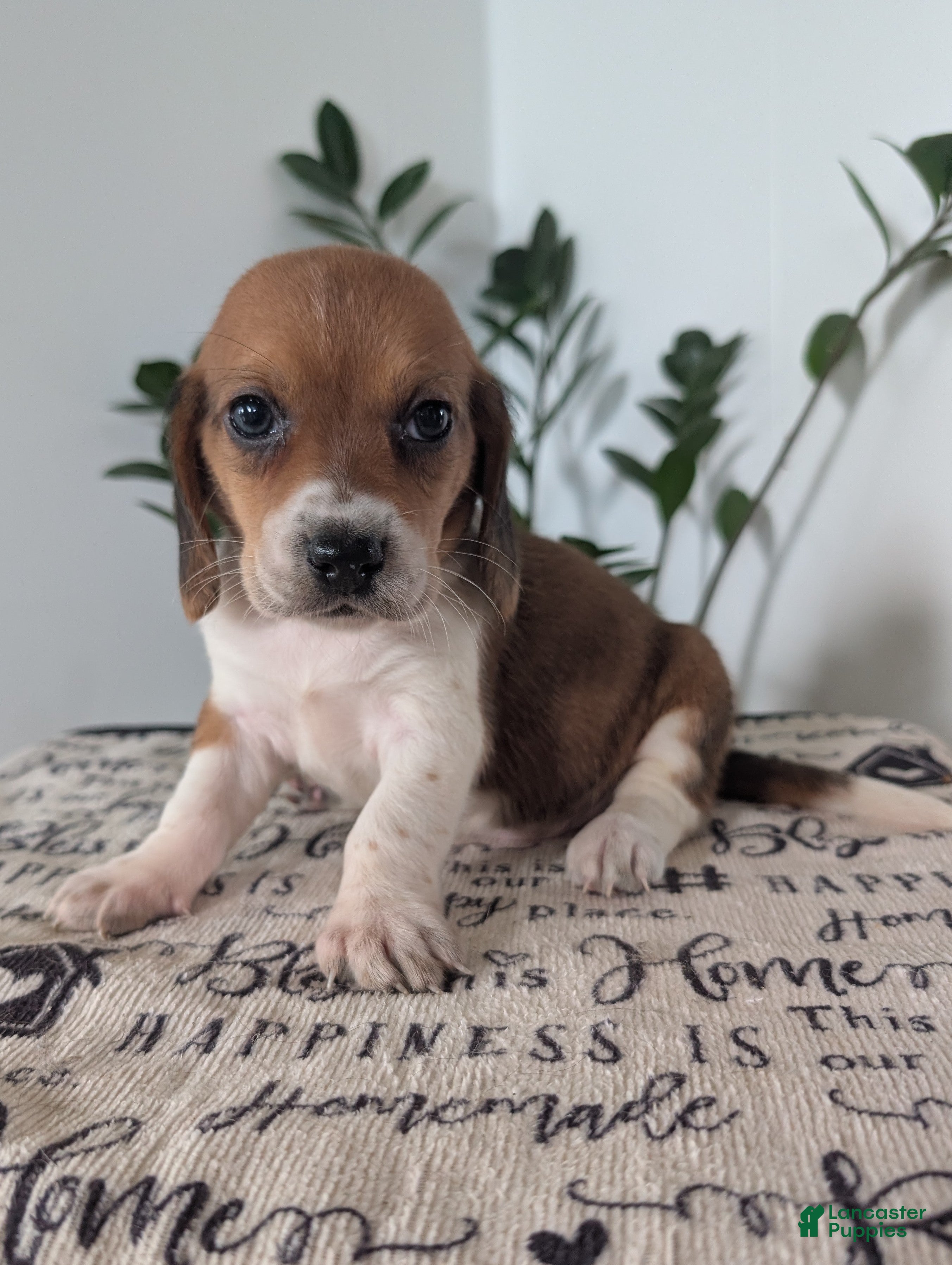 Mixed Breed dogs Fern - Ad 2
