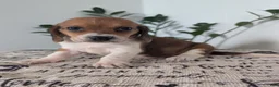 Mixed Breed dogs for sale: Fern - Ad 2