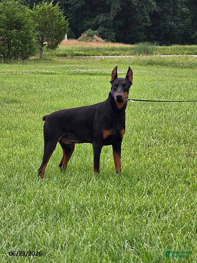 Doberman Pinscher dogs Rocky - Ad 1