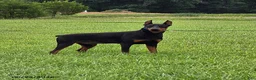 Doberman Pinscher dogs for sale: Rocky - Ad 1