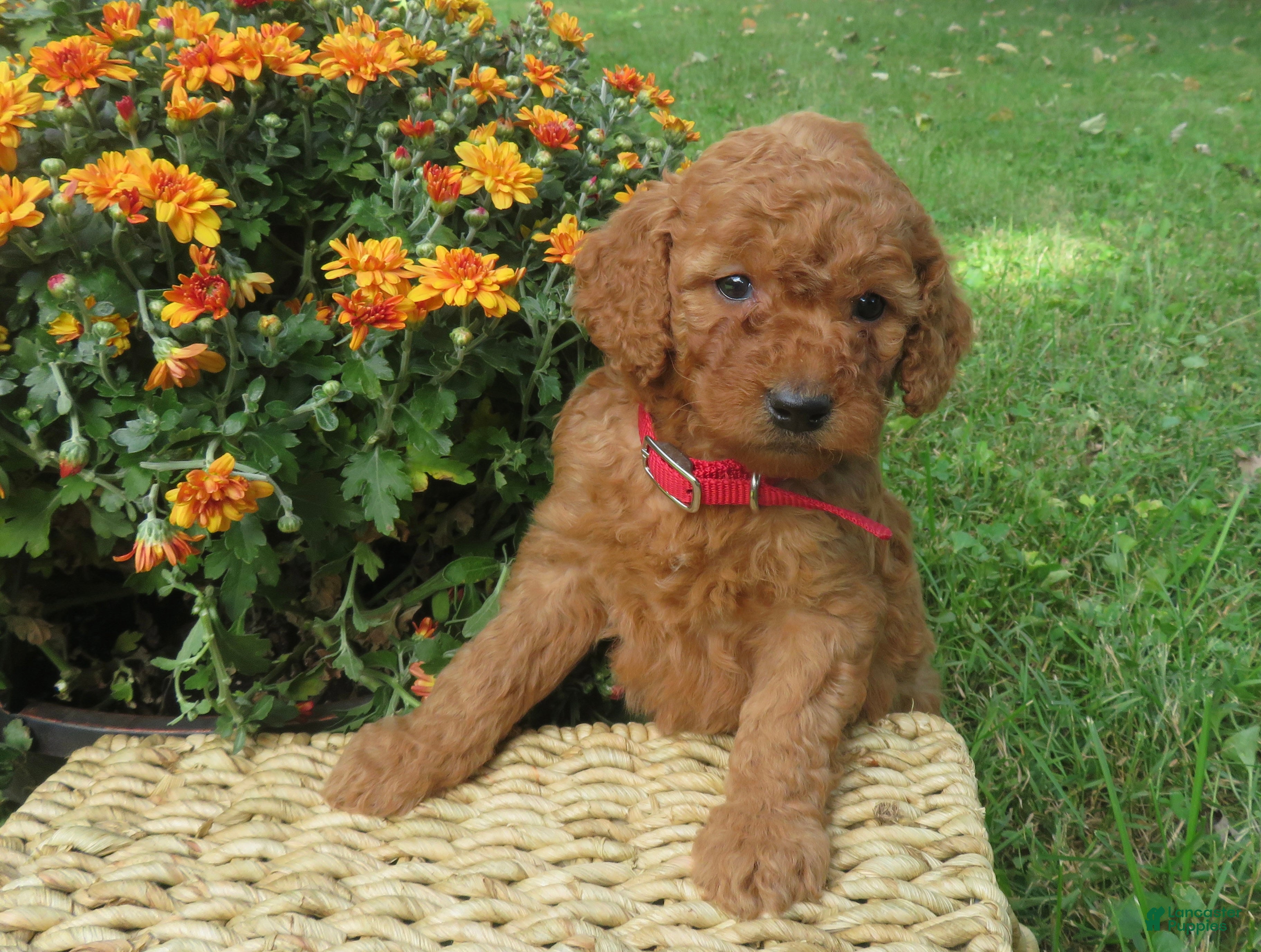 Mini Goldendoodle dogs Cider - Ad 2