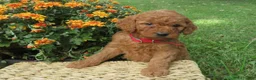 Mini Goldendoodle dogs for sale: Cider - Ad 2